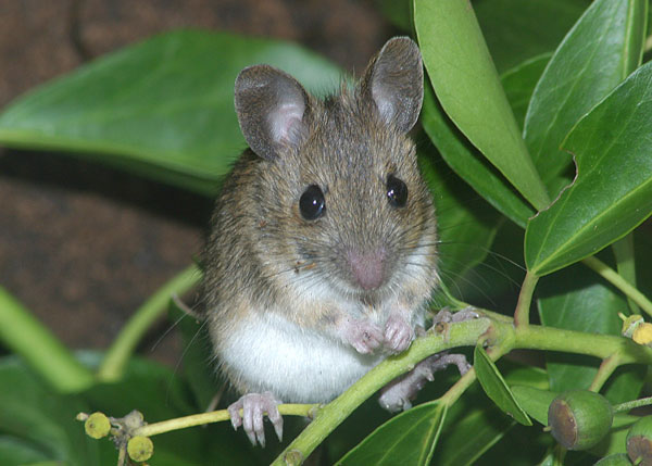 Saved from William Mills