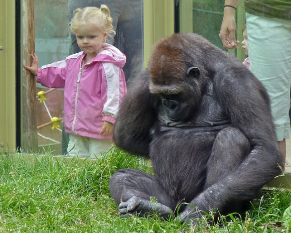 Gorilla-in-zoo-with-girl-child-580x464