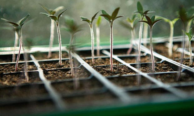 Seedlings-growing-in-a-mo-008