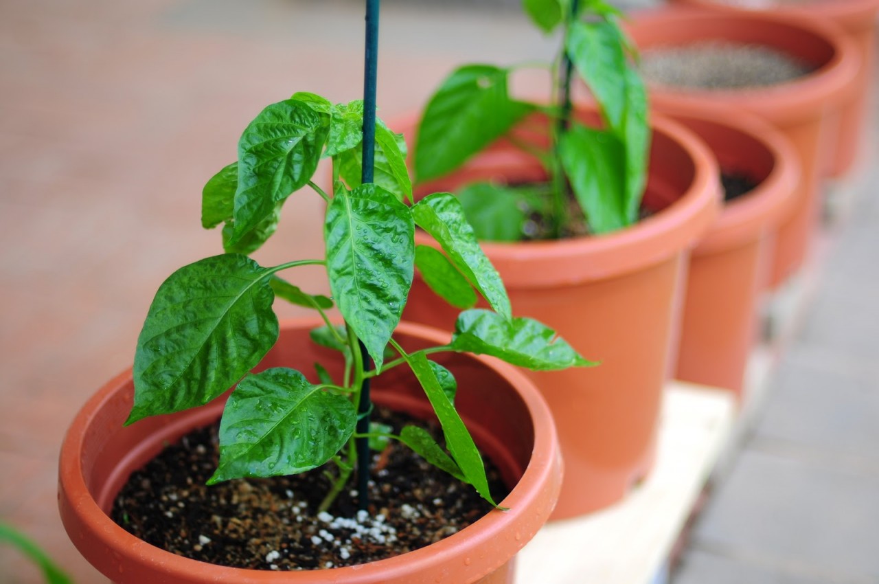 growing_chillies_fertilizer