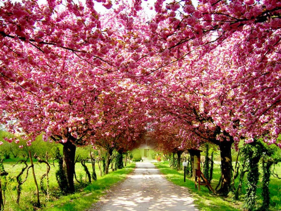 cherry-blossom-natural-pink